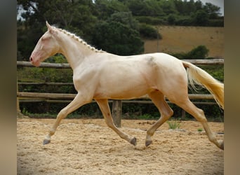 Lusitano, Gelding, 3 years, 16,1 hh, Cremello