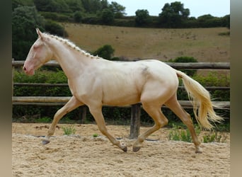 Lusitano, Gelding, 3 years, 16,1 hh, Cremello