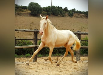 Lusitano, Gelding, 3 years, 16,1 hh, Cremello