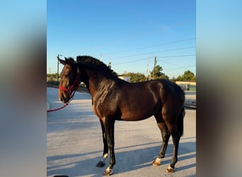 Lusitano, Gelding, 3 years, 16.2 hh, Brown