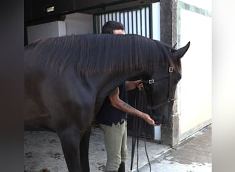 Lusitano, Gelding, 3 years, 16 hh, Black