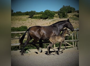 Lusitano, Gelding, 3 years, 16 hh, Black