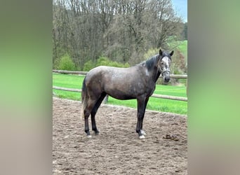 Lusitano, Gelding, 3 years, 16 hh, Can be white