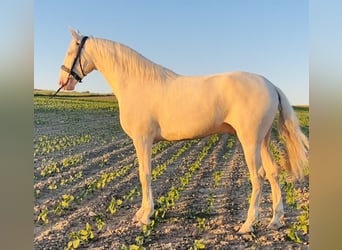 Lusitano, Gelding, 3 years, 16 hh, Cremello