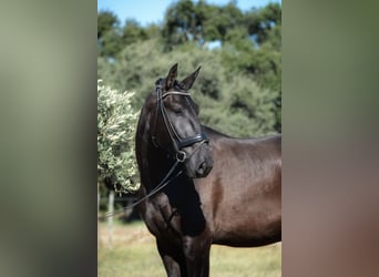 Lusitano, Gelding, 3 years, 16,2 hh, Black