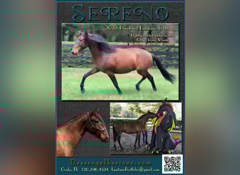 Lusitano, Gelding, 3 years, Bay