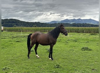 Lusitano, Gelding, 4 years, 14.2 hh, Brown Lusitano, Gelding, 4 years, 14.2 hh, Brown