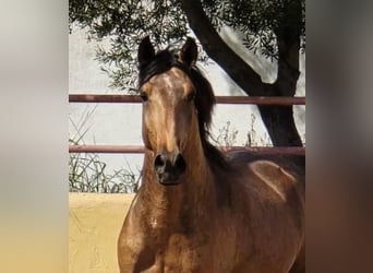 Lusitano, Gelding, 4 years, 14,1 hh, Dun