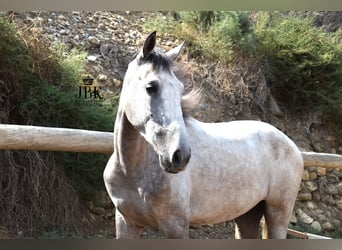 Lusitano Mix, Gelding, 4 years, 14,3 hh, Grey