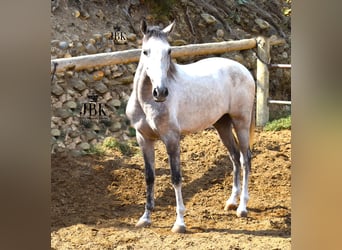 Lusitano Mix, Gelding, 4 years, 14,3 hh, Grey