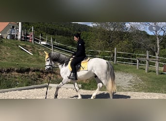 Lusitano, Gelding, 4 years, 15.1 hh, Can be white