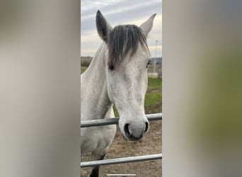 Lusitano, Gelding, 4 years, 15.1 hh, Can be white