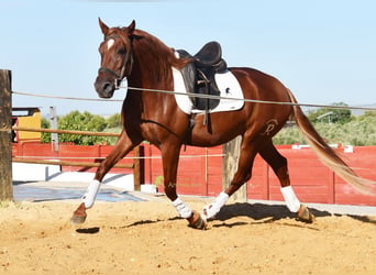 Lusitano, Gelding, 4 years, 15.1 hh, Chestnut-Red