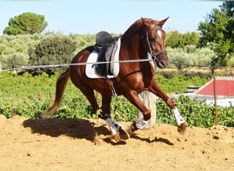 Lusitano, Gelding, 4 years, 15.1 hh, Chestnut-Red