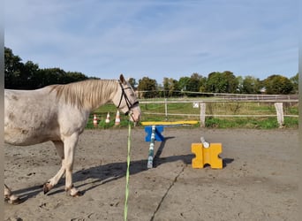 Lusitano Mix, Gelding, 4 years, 15,1 hh, Cremello