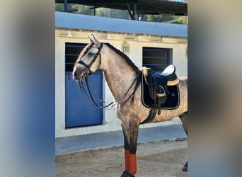 Lusitano, Gelding, 4 years, 15.1 hh, Grey-Dapple