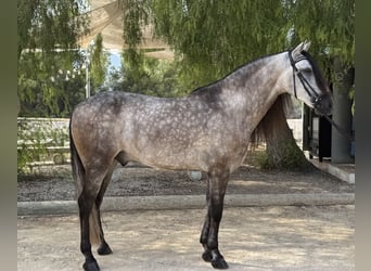 Lusitano, Gelding, 4 years, 15.1 hh, Grey-Dapple