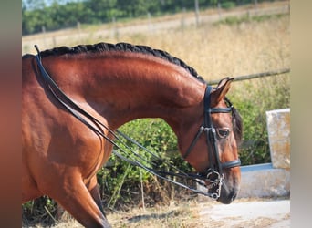 Lusitano, Gelding, 4 years, 15.2 hh, Brown