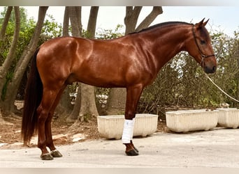 Lusitano, Gelding, 4 years, 15.2 hh, Chestnut