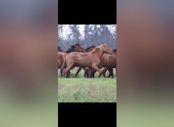 Lusitano, Gelding, 4 years, 15.2 hh, Chestnut-Red