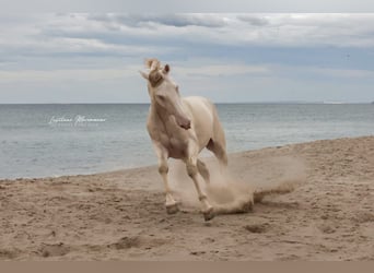 Lusitano, Gelding, 4 years, 15.2 hh, Cremello