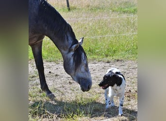 Lusitano, Gelding, 4 years, 15.2 hh, Grey