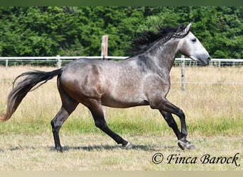 Lusitano, Gelding, 4 years, 15.2 hh, Grey