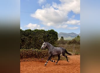 Lusitano, Gelding, 4 years, 15.2 hh, Grey-Dapple