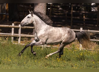 Lusitano, Gelding, 4 years, 15.2 hh, Grey-Dapple