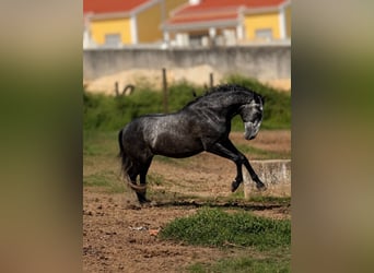 Lusitano, Gelding, 4 years, 15.2 hh, Grey