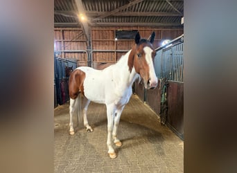 Lusitano Mix, Gelding, 4 years, 15.2 hh, Pinto