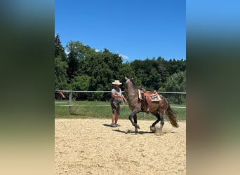 Lusitano, Gelding, 4 years, 15.2 hh, Roan-Red