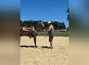 Lusitano, Gelding, 4 years, 15.2 hh, Roan-Red Lusitano, Gelding, 4 years, 15.2 hh, Roan-Red