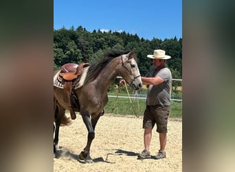 Lusitano, Gelding, 4 years, 15.2 hh, Roan-Red Lusitano, Gelding, 4 years, 15.2 hh, Roan-Red