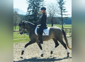 Lusitano, Gelding, 4 years, 15.3 hh, Grey