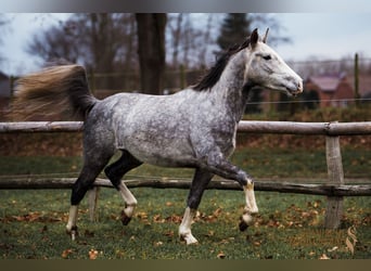 Lusitano Mix, Gelding, 4 years, 15 hh, Gray-Dapple