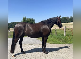 Lusitano, Gelding, 4 years, 15,1 hh, Bay-Dark