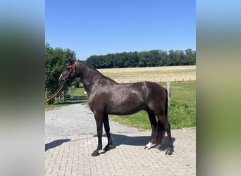Lusitano, Gelding, 4 years, 15,1 hh, Bay-Dark