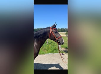 Lusitano, Gelding, 4 years, 15,1 hh, Bay-Dark