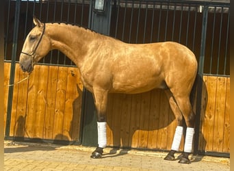 Lusitano, Gelding, 4 years, 15,2 hh, Buckskin