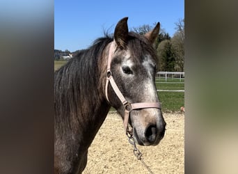 Lusitano, Gelding, 4 years, 15,2 hh, Roan-Red