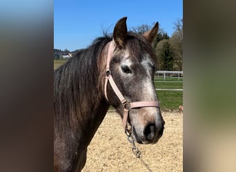 Lusitano, Gelding, 4 years, 15,2 hh, Roan-Red