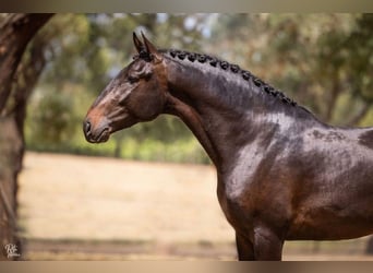 Lusitanos, Wallach, 4 Jahre, 16,1 hh, Dunkelbrauner