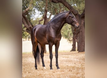 Lusitanos, Wallach, 4 Jahre, 16,1 hh, Dunkelbrauner