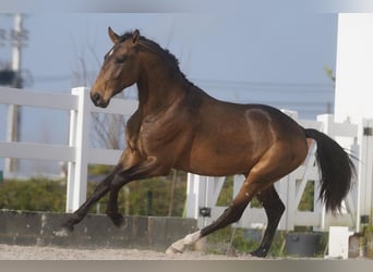 Lusitano, Gelding, 4 years, 16.1 hh, Buckskin