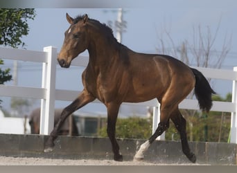 Lusitano, Gelding, 4 years, 16.1 hh, Buckskin