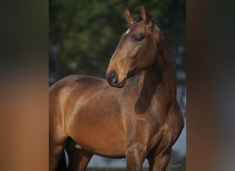 Lusitano, Gelding, 4 years, 16.1 hh, Buckskin