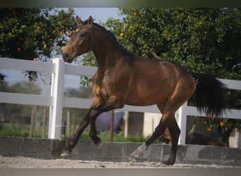 Lusitano, Gelding, 4 years, 16.1 hh, Buckskin