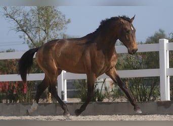 Lusitano, Gelding, 4 years, 16.1 hh, Buckskin