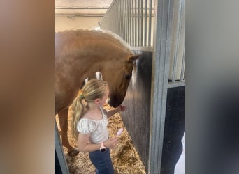 Lusitano, Gelding, 4 years, 16.1 hh, Palomino